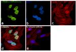 Ku80 Antibody in Immunocytochemistry (ICC/IF)