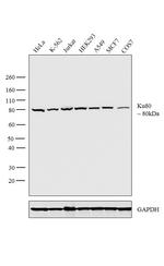 Ku80 Antibody in Western Blot (WB)