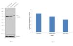 Ku80 Antibody in Western Blot (WB)