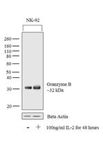 Granzyme B Antibody in Western Blot (WB)