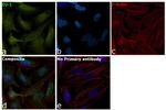 DJ-1 Antibody in Immunocytochemistry (ICC/IF)