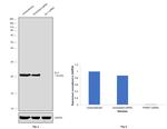 DJ-1 Antibody in Western Blot (WB)