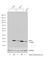 ISG15 Antibody