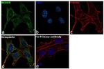 NEDD4 Antibody in Immunocytochemistry (ICC/IF)