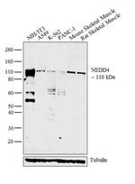 NEDD4 Antibody in Western Blot (WB)