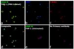 IRAK-M Antibody in Immunocytochemistry (ICC/IF)