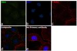 TBK1 Antibody in Immunocytochemistry (ICC/IF)