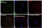 DVL3 Antibody