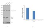 RACK1 Antibody in Western Blot (WB)