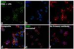 TLR2 Antibody in Immunocytochemistry (ICC/IF)