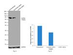 Calpain 2 Antibody