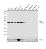 TRAF2 Antibody in Western Blot (WB)