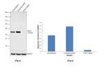 TRAF2 Antibody