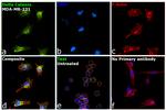 delta Catenin Antibody