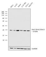 RAC1/RAC2/RAC3 Antibody in Western Blot (WB)