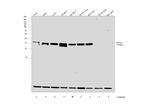 Survivin Antibody in Western Blot (WB)