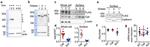 N-cadherin Antibody in Western Blot (WB)