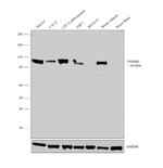 TGFBR3 Antibody in Western Blot (WB)