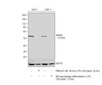 IRAK4 Antibody in Western Blot (WB)