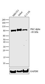 PKC alpha Antibody in Western Blot (WB)