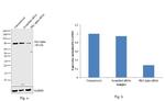 PKC alpha Antibody in Western Blot (WB)