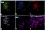 SLP76 Antibody in Immunocytochemistry (ICC/IF)