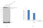 Acetyl-CoA Carboxylase Antibody in Western Blot (WB)