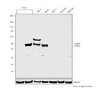 Caspase 1 Antibody