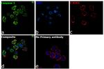 Caspase 1 Antibody in Immunocytochemistry (ICC/IF)