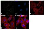 FAK Antibody in Immunocytochemistry (ICC/IF)