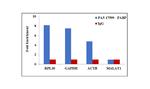 PABP Antibody in RNA Immunoprecipitation (RIP)