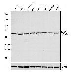 PABP Antibody in Western Blot (WB)