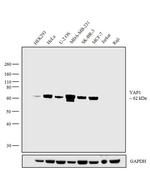 YAP1 Antibody