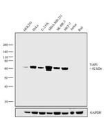 YAP1 Antibody in Western Blot (WB)