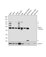 TRAF2 Antibody in Western Blot (WB)