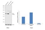 TRAF2 Antibody in Western Blot (WB)