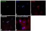 Aurora B Antibody in Immunocytochemistry (ICC/IF)