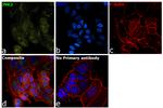 JNK2 Antibody in Immunocytochemistry (ICC/IF)