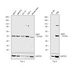 JNK2 Antibody in Western Blot (WB)