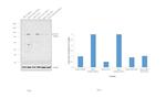 Phospho-STAT1 (Ser727) Antibody