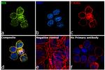 BIK Antibody in Immunocytochemistry (ICC/IF)