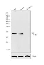 BIK Antibody in Western Blot (WB)