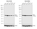 MEK2 Antibody