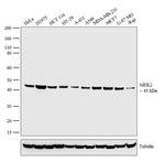 MEK2 Antibody in Western Blot (WB)