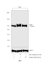 ERK5 Antibody