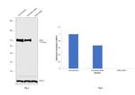 ERK5 Antibody in Western Blot (WB)