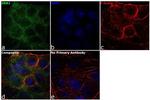 GRB2 Antibody in Immunocytochemistry (ICC/IF)