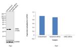 GRB2 Antibody