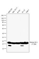 Histone H3 Antibody in Western Blot (WB)