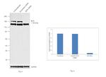 BCR Antibody in Western Blot (WB)